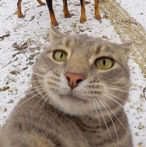 Meet your Posher, Cutie